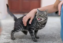 Lima Fakta Menarik tentang Kucing yang Jarang Diketahui