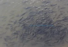 Ikan Larangan Tradisi Kearifan Lokal yang Menjaga Kelestarian Alam