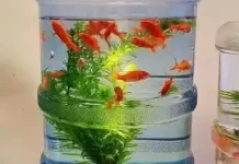 Mini Garden, "Memanfaatkan Barang Bekas untuk Dekorasi Rumah"