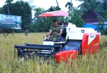 Perkuat Ketahanan Pangan Nasional, Danrem 032/Wbr Gelar Panen Raya di Kuranji