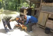 TMMD Ke-129 Kodim 0304/Agam Hadirkan Pelayanan Kesehatan Hewan Cegah Rabies Massal