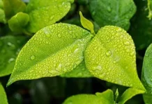 Segarkan Mata dengan Melihat yang Hijau
