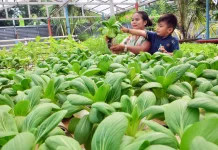 Jenis UMKM yang Tidak Akan Dikenakan Pajak Tertentu