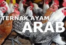 Cara Beternak Ayam Arab
