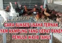 Cara Beternak Ayam Kampung agar Cepat Panen