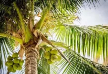 Kabupaten Pesisir Selatan Daerah Penghasil Kelapa Terbesar di Sumatera Barat