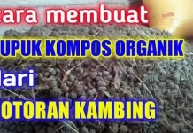 Cara Membuat Pupuk Cair Dari Kotoran Kambing