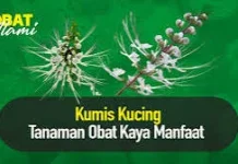 Khasiat Kumis Kucing untuk Kesehatan