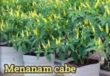 Cara Menghasikan Cabai yang Lezat, Berbobot, dan Berbuah Lebat