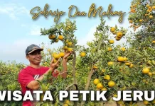 Wisata Petik Jeruk, "Liburan Seru Sambil Menikmati Kesegaran Buah"