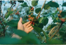 Jangan Remehkan Buah Murbei! Ini Beragam Manfaatnya bagi Kesehatan