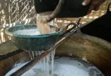 Pohon Nira, "Tanaman Tropis yang Memiliki Nilai Ekonomi dan Kesehatan"