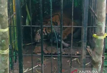 BKSDA Berhasil Evakuasi Harimau yang Memangsa Ternak Warga di Psia Laweh Palupuh