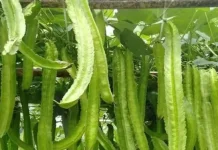Kecipir, Sayuran Tradisional Kaya Manfaat yang Mulai Jarang Ditemukan