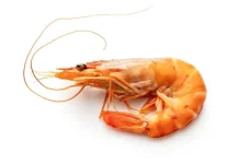 Inilah Beragam Manfaat Udang bagi Kesehatan