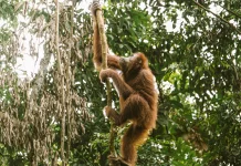 Orangutan: Primata Cerdas dari Hutan Indonesia