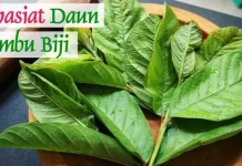 Mengenal Manfaat Daun Jambu untuk Kesehatan Tubuh