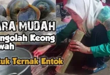 Mengolah Keong Sawah Jadi Pakan Ternak