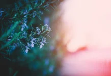 Benarkah Minyak Rosemary Bisa Menyuburkan Rambut?