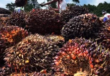 Harga TBS Sawit Pasaman Barat Tembus Rp3.942,33 per Kilogram