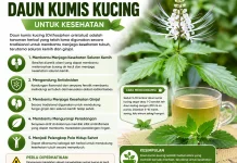 Manfaat Daun Kumis Kucing untuk Kesehatan