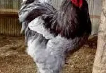 Brahma Ayam Hias Berukuran Besar yang Menarik untuk Dipelihara