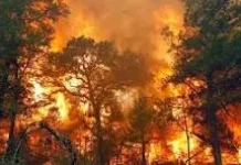 Bahaya Pembakaran Hutan bagi Lingkungan dan Kehidupan