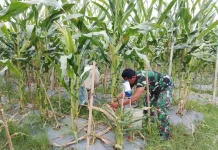 Babinsa dan Warga Bersihkan Gulma Tanaman Jagung