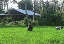 Babinsa Akabiluru Dampingi Warga Rawat Tanaman Padi