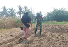 Babinsa Dorong Produktivitas Warga Lewat Budidaya Jagung