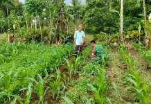 Babinsa Suliki Dampingi Warga Perawatan Rutin Tanaman Jagung