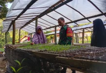 Babinsa Akabiluru Dampingi Warga Rawat Bibit Cabai