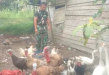 Babinsa Koramil Suliki Tekuni Budidaya Bebek Sebagai Kegiatan Inovatif