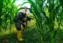 Babinsa Koramil 03 Suliki Rawat Tanaman Jagung Dukung Ketahanan Pangan