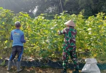 Babinsa Dan Warga Panen Timun Dorong Ekonomi Produktif di Payakumbuh