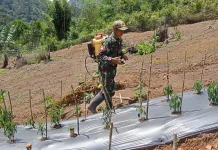 Babinsa Koramil 03 Suliki Dampingi Perawatan Tanaman Cabai Dorong Ekonomi Warga