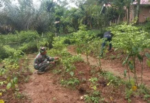 Babinsa Koramil 05 Harau Dorong Produktivitas Pertanian Lewat Perawatan Tanaman