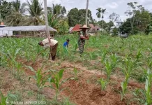 Babinsa Koramil 08 Akabiluru Dampingi Rawat Jagung Warga