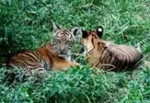 TMSBK Bukittinggi Rawat Sembilan Ekor Harimau Sumatera
