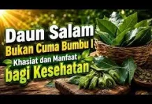 Daun Salam dan Manfaatnya untuk Kesehatan