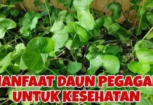 Mengenal Manfaat Daun Pegagan bagi Kesehatan Kulit