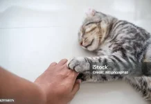 Beberapa Penyakit Disebabkan Bulu Kucing