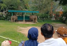 Gajah Zidan Dirantai, Ini Penjelasan Kadis Pariwisata Bukittinggi