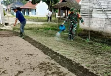 Babinsa Harau Dampingi Warga Rawat Kebun Kangkung 400 Meter