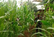 Babinsa Suliki Turun Langsung Rawat Kebun Jagung Warga