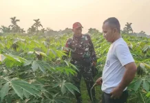 Babinsa Harau Turun Langsung Bersihkan Gulma Tanaman Ubi
