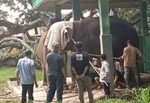 Wako Ramlan Jelaskan Kondisi Gajah Zidan yang Viral di Media Sosial