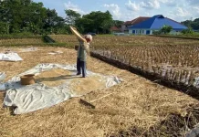 Hari Tani Nasional, Momentum Menguatkan Peran Petani Indonesia