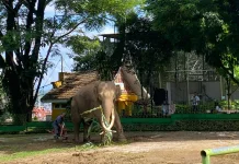 Kisah di Balik Rantai Gajah Bernama Zidan di TMSBK Bukittinggi