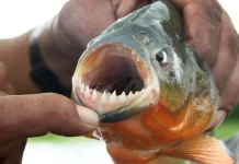 Mengapa Piranha Memiliki Gigi yang sangat Tajam?